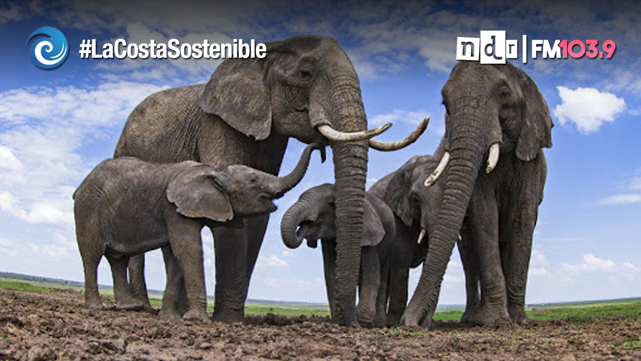 El elefante en la habitación | NdR Radio FM 103.9