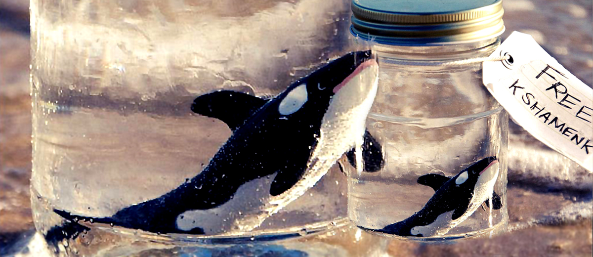 Kshamenk, orca encarcelada por (in)Mundo Marino