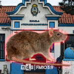Escuela 9 ratas