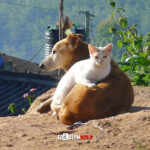 Equilibrio poblacional canino y felino
