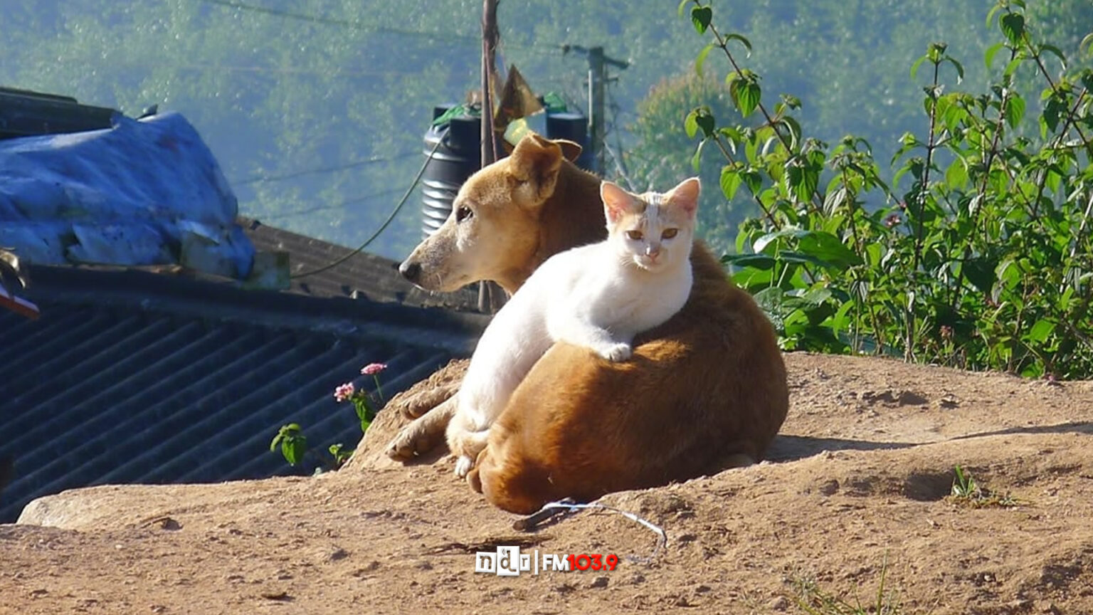 Equilibrio poblacional canino y felino