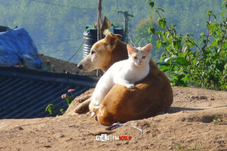 Equilibrio poblacional canino y felino