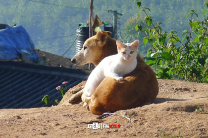 Equilibrio poblacional canino y felino